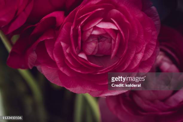 pink flowers close-up - lisianthus stock pictures, royalty-free photos & images