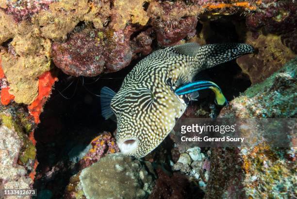 a map pufferfish cleaned by a cleaning wrasse - balloonfish stock pictures, royalty-free photos & images