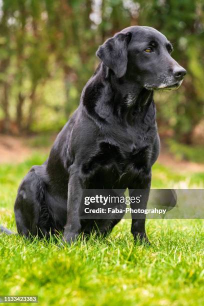 labrador - weibliches tier stock pictures, royalty-free photos & images