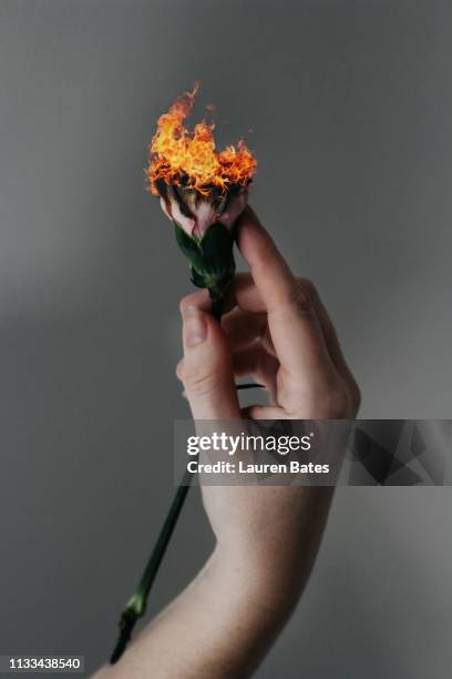 hand holding burning flower - burning rose bildbanksfoton och bilder