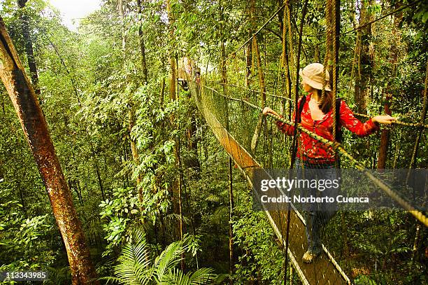 woman in canopy walkway - taman negara national park stock pictures, royalty-free photos & images