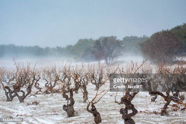 vignoble recouvert de neige hivernale - frost photos et images de collection
