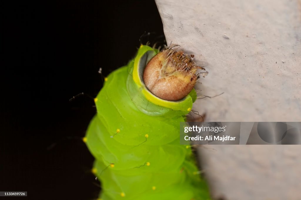 Luna Moth Caterpillar