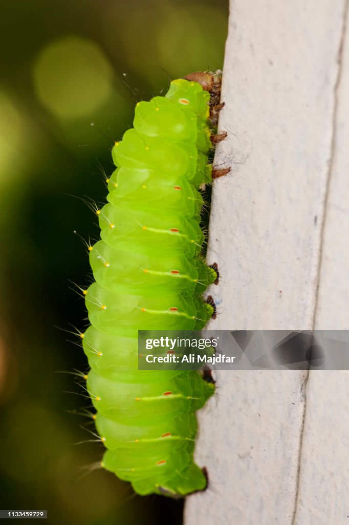Luna Moth Caterpillar