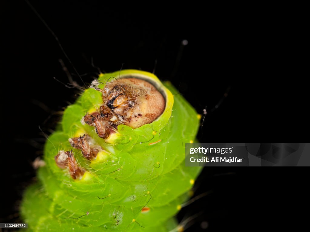 Luna Moth Caterpillar