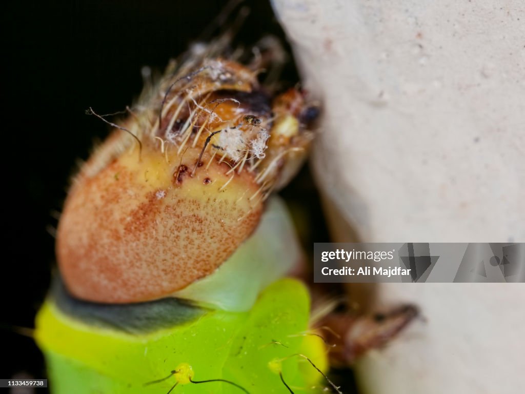 Luna Moth Caterpillar