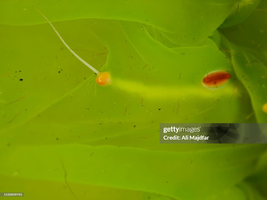 Luna Moth Caterpillar