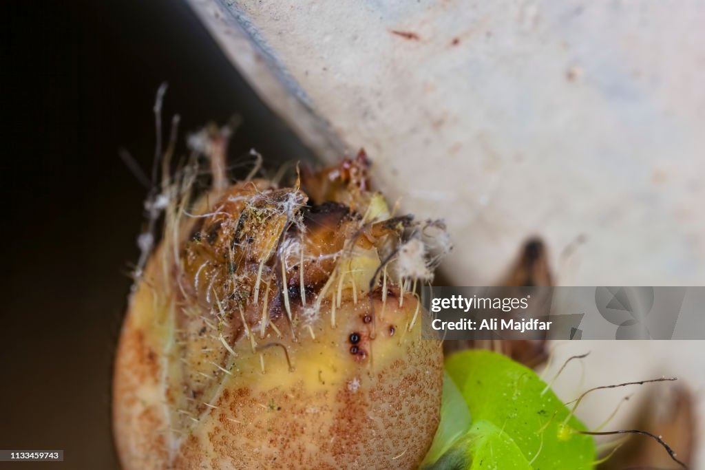 Luna Moth Caterpillar