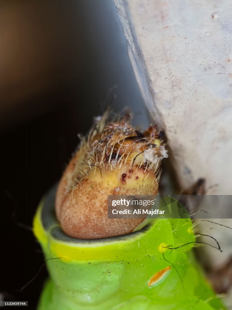 Luna Moth Caterpillar