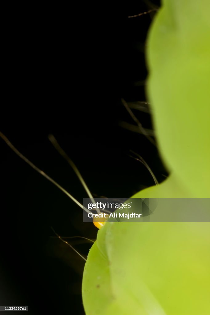 Luna Moth Caterpillar