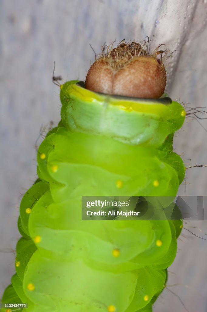 Luna Moth Caterpillar