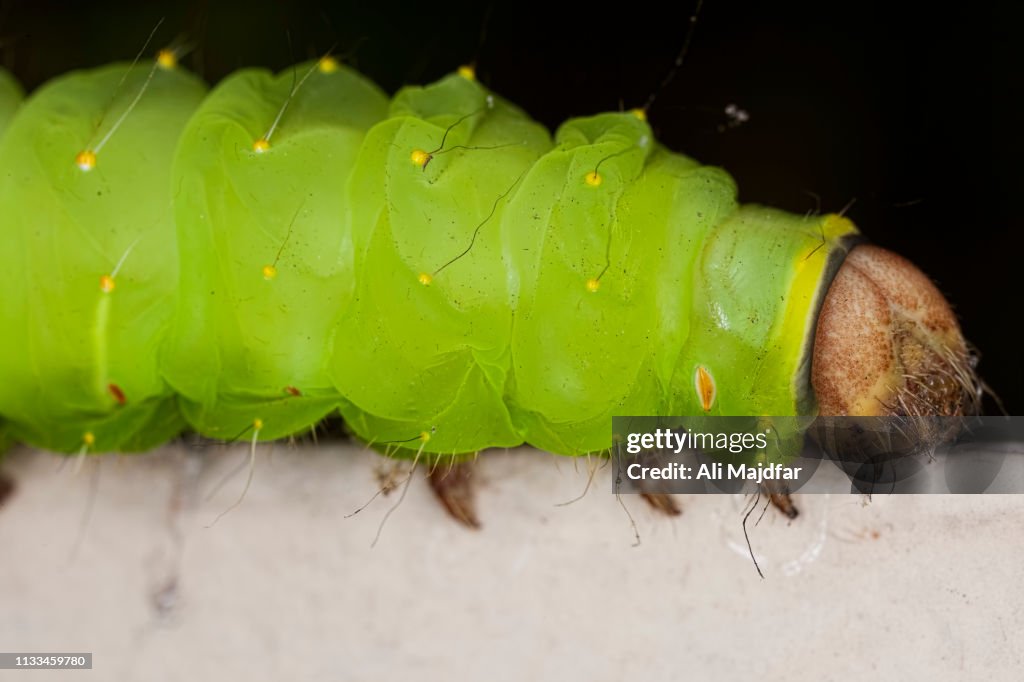 Luna Moth Caterpillar