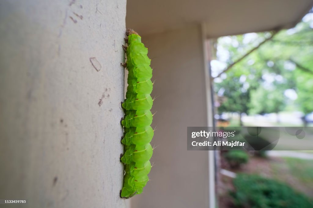 Luna Moth Caterpillar