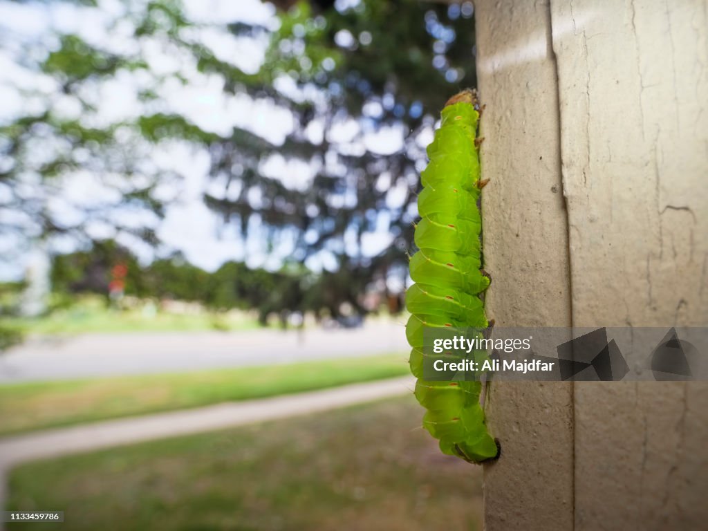 Luna Moth Caterpillar