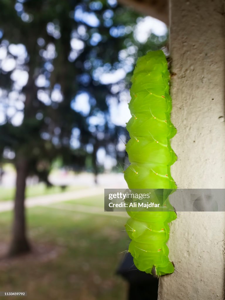 Luna Moth Caterpillar