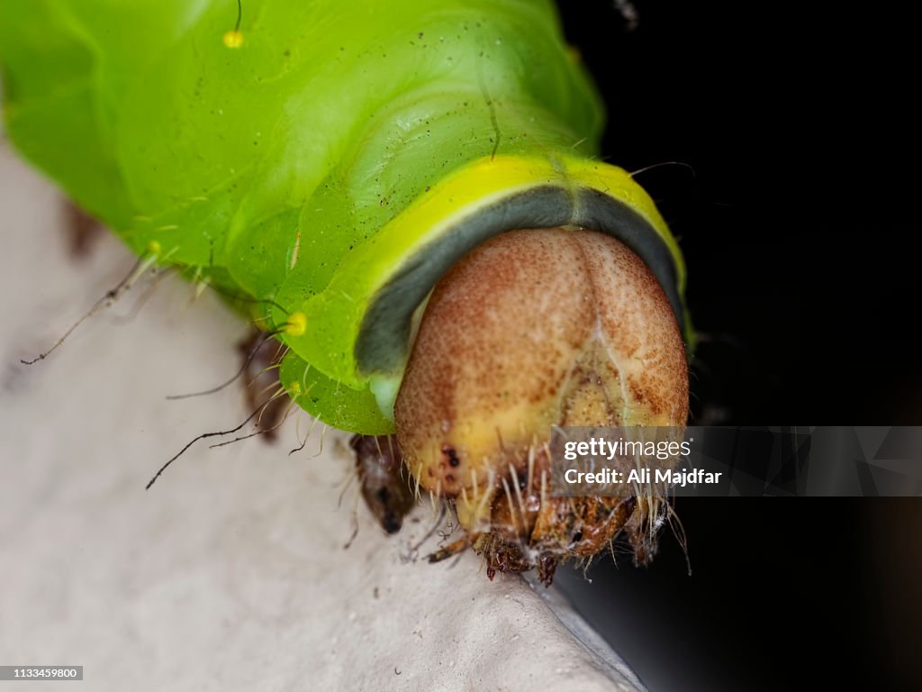 Luna Moth Caterpillar