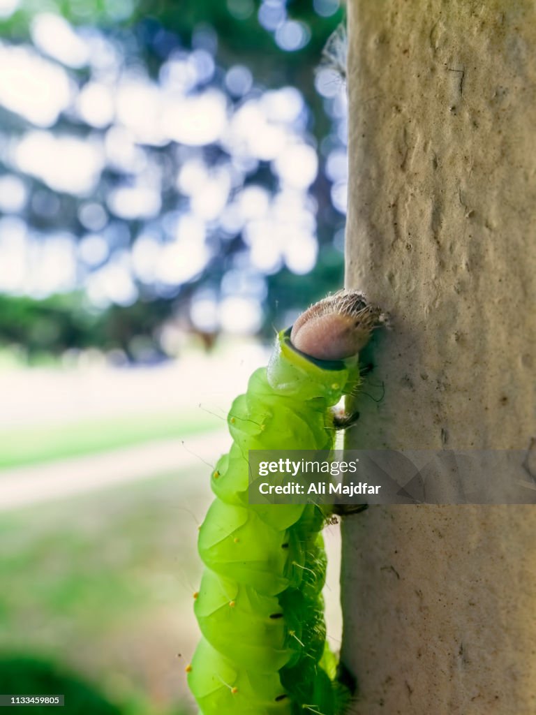Luna Moth Caterpillar