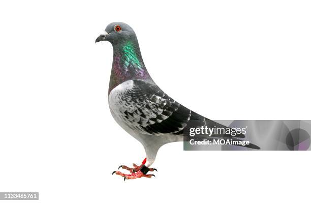portrait of carrier pigeon,studio shot - pigeon carrier stock pictures, royalty-free photos & images
