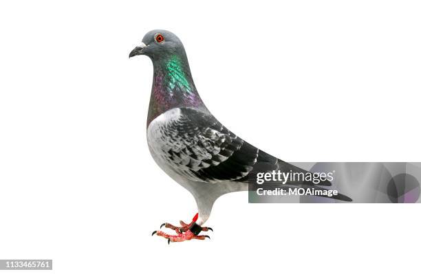 portrait of carrier pigeon,studio shot - homing pigeon stock pictures, royalty-free photos & images