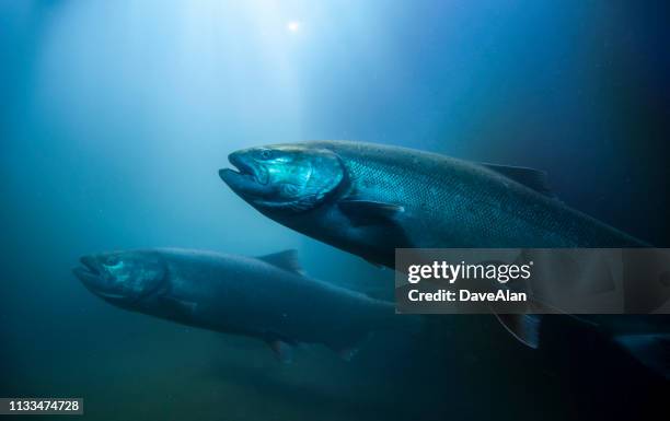 migration salmon - freshwater stock pictures, royalty-free photos & images