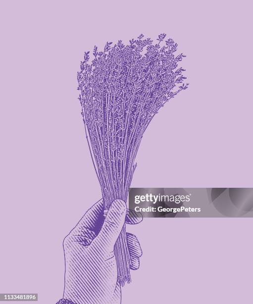 bundle of lavender - aromatherapy diffuser stock illustrations