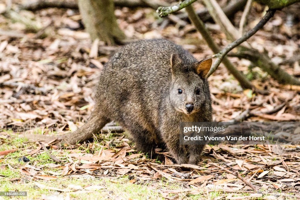 Tasmanian pademelon