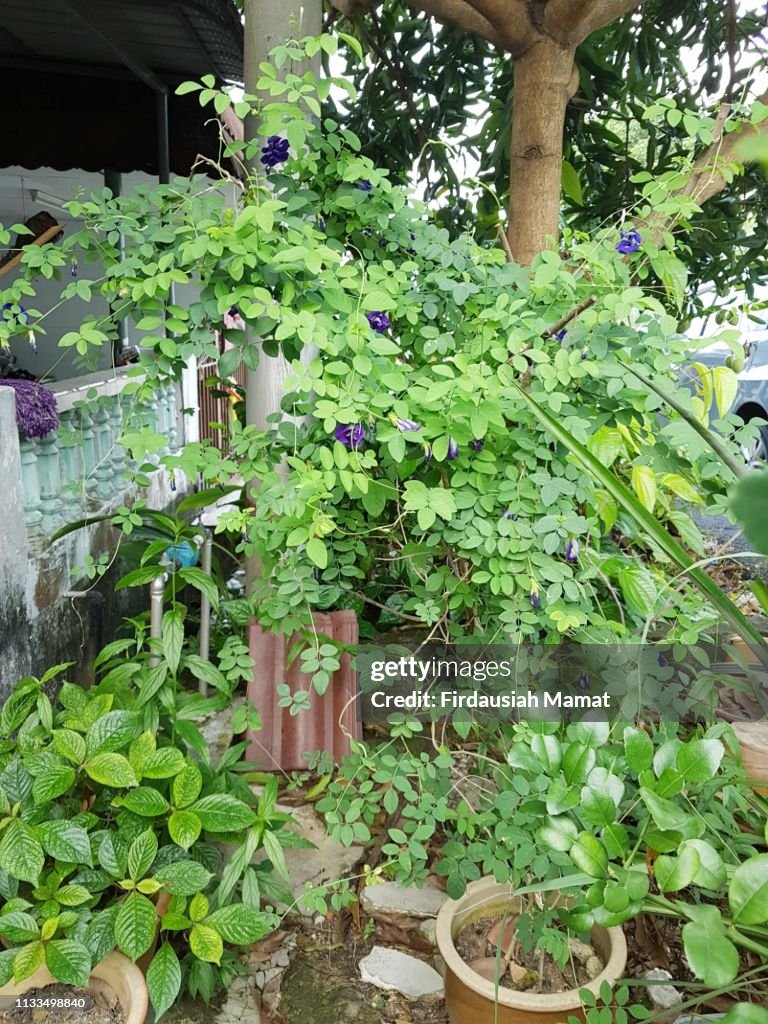Clitoria ternatea plant  or known as Asian pigeonwings or blue pea planted in a pot