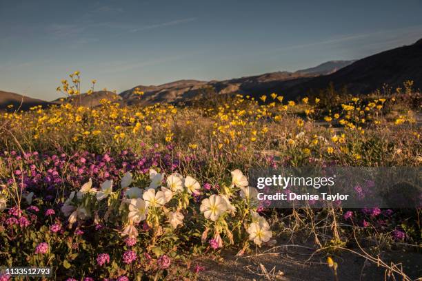 field of desert wildflowers during superbloom at sunrise in warm light - sandy taylor stock pictures, royalty-free photos & images