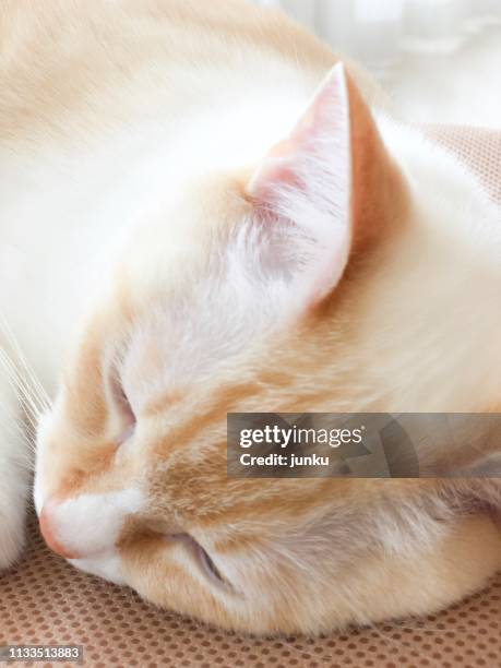 猫 - ネコ科 stock pictures, royalty-free photos & images