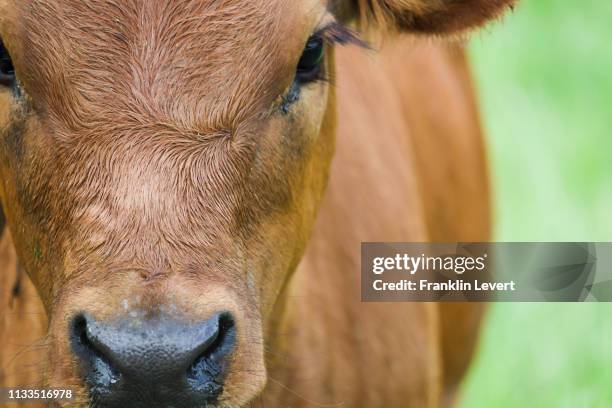 hello cow - close up of cows face stock pictures, royalty-free photos & images