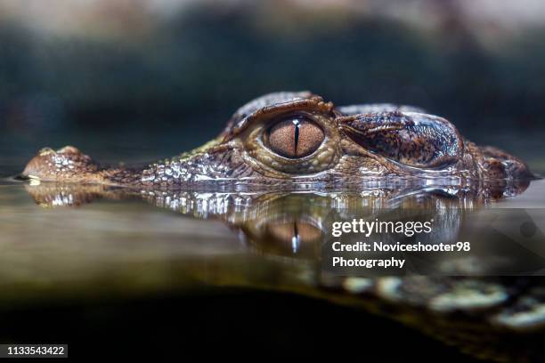 dwarf crocodile - african dwarf crocodile stock pictures, royalty-free photos & images