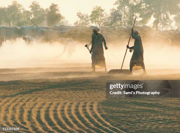 evening in fields - panyab pakistán fotografías e imágenes de stock