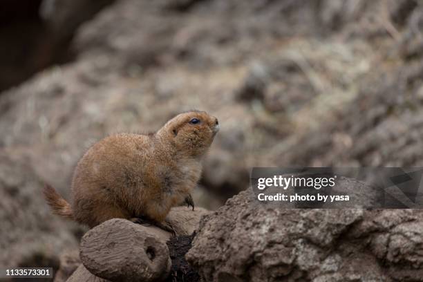 black-tailed prairie dog - プレーリー fotografías e imágenes de stock