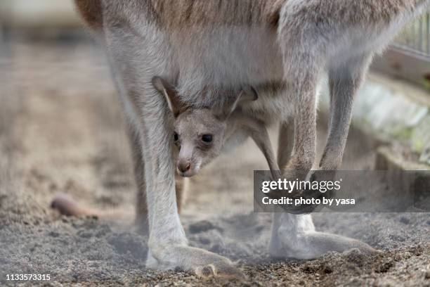 eastern grey kangaroo - 哺乳類 stock-fotos und bilder