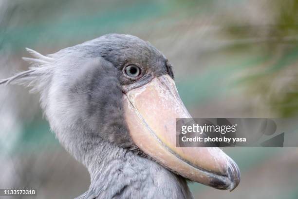 shoebill - ハシビロコウ stock pictures, royalty-free photos & images