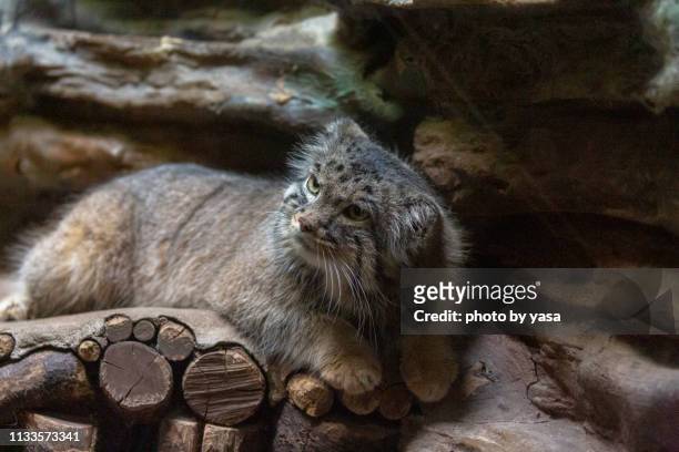pallas's cat - 動物の眼 stock pictures, royalty-free photos & images