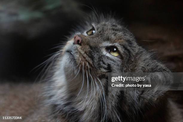 pallas's cat - 動物の眼 stock pictures, royalty-free photos & images