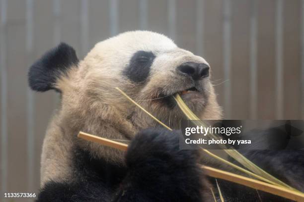 giant panda - ジャイアントパンダ stock pictures, royalty-free photos & images