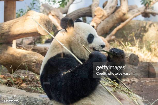 giant panda - 動物の世界 stock pictures, royalty-free photos & images