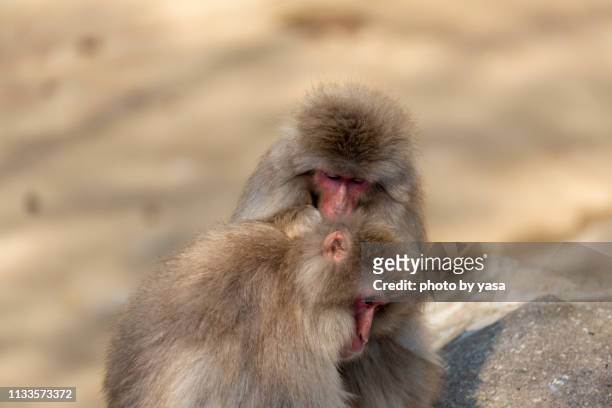 japanese macaque - 猿 stock pictures, royalty-free photos & images