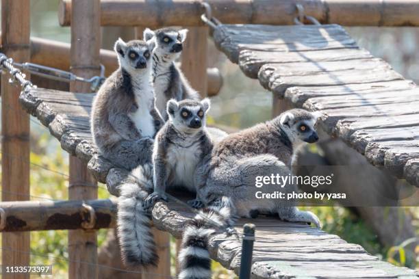 ring-tailed lemur - 猿 stock pictures, royalty-free photos & images