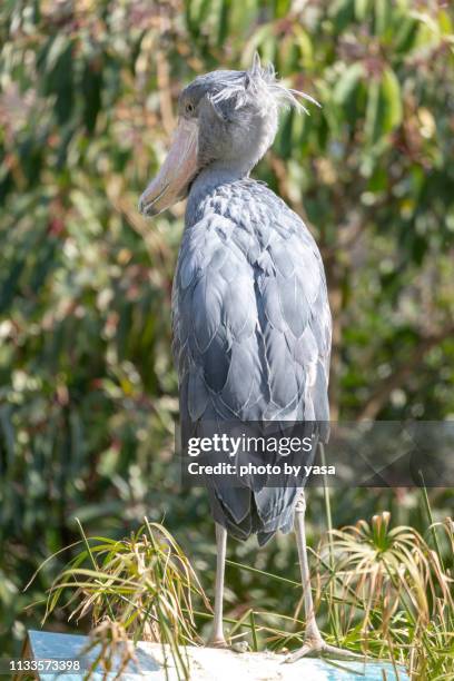 shoebill - ハシビロコウ stock pictures, royalty-free photos & images