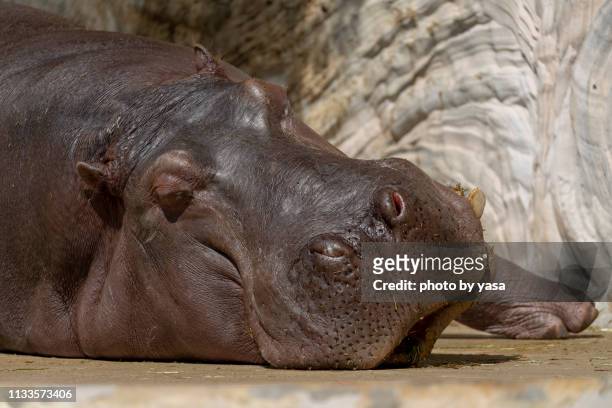 hippopotamus - カバ imagens e fotografias de stock