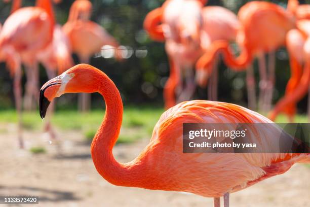 american flamingo - roter flamingo stock-fotos und bilder