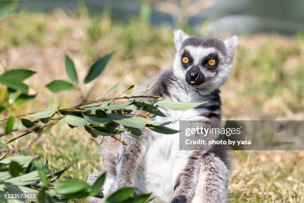 ring-tailed lemur - 霊長類 stock pictures, royalty-free photos & images