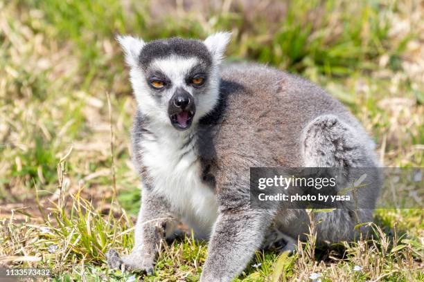 ring-tailed lemur - 哺乳類 stock-fotos und bilder