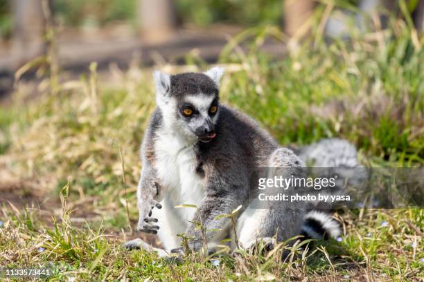 ring-tailed lemur - 霊長類 stock pictures, royalty-free photos & images
