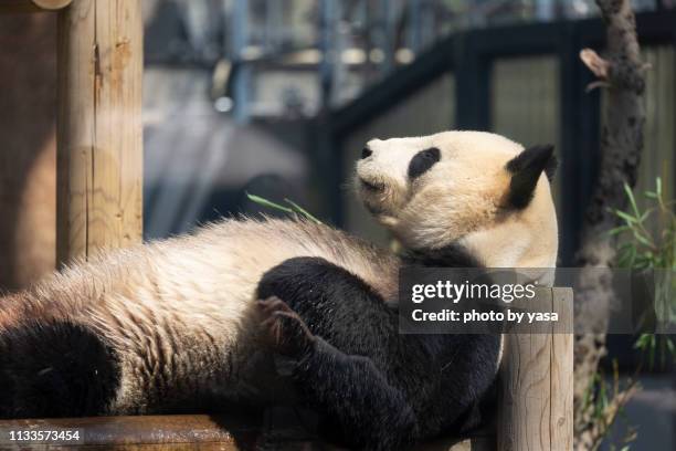 giant panda - 動物の子供 stockfoto's en -beelden