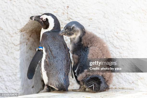 african penguin - ワイルドライフ - fotografias e filmes do acervo