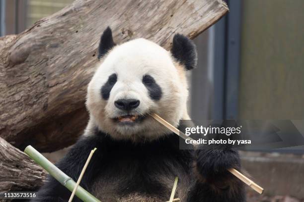 giant panda - 絶滅危惧種 stockfoto's en -beelden